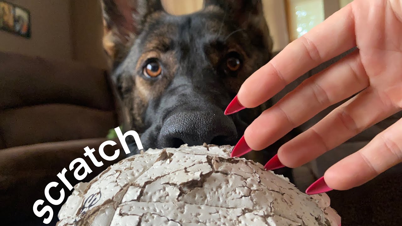 Dog Scratching - Textured Volleyball - Hair Sounds ASMR