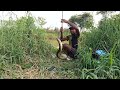 Fish hunting | Catfish & baam fish catch