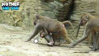 Delightful Moment Between Monkey Mom And Baby