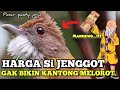 🔴 REVIEW HARGA BURUNG CUCAK JENGGOT  DI PASAR PASTY JOGJA TERKINI