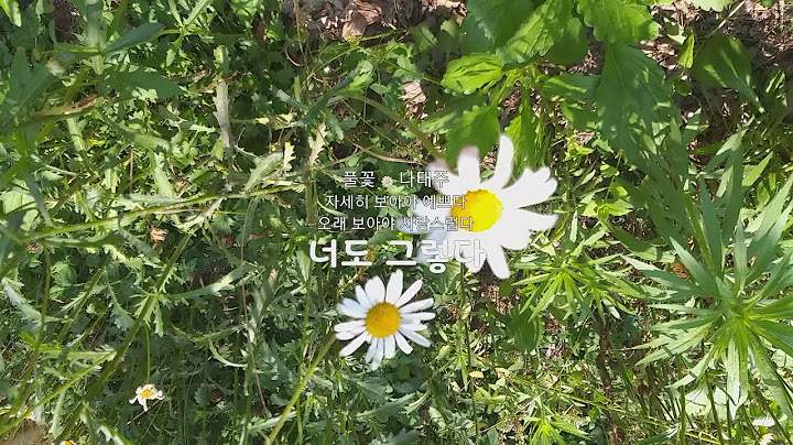 향기찾아 ~ 자세히 보아야 예쁘다 🌼 오래 보아야 사랑스럽다  너도 그렇다 ~ 풀꽃 🌼 나태주