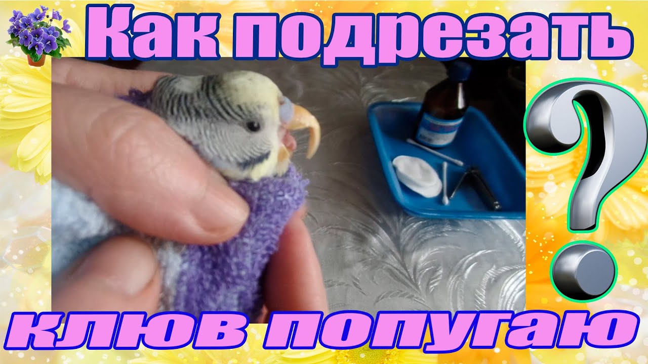 Как правильно подрезать клюв волнистому попугаю в домашних условиях