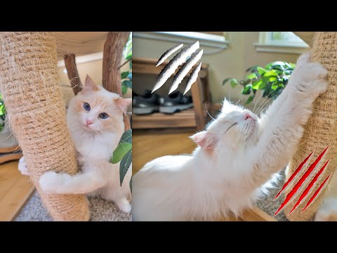 Video: Do-it-yourself cat scratching posts: madali bang gawin ang mga ito