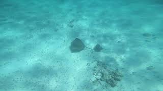 2023.05 Stingrays Swimming & Hiding in Ocean Floor at Old Stingray City, Grand Cayman (Video #7)