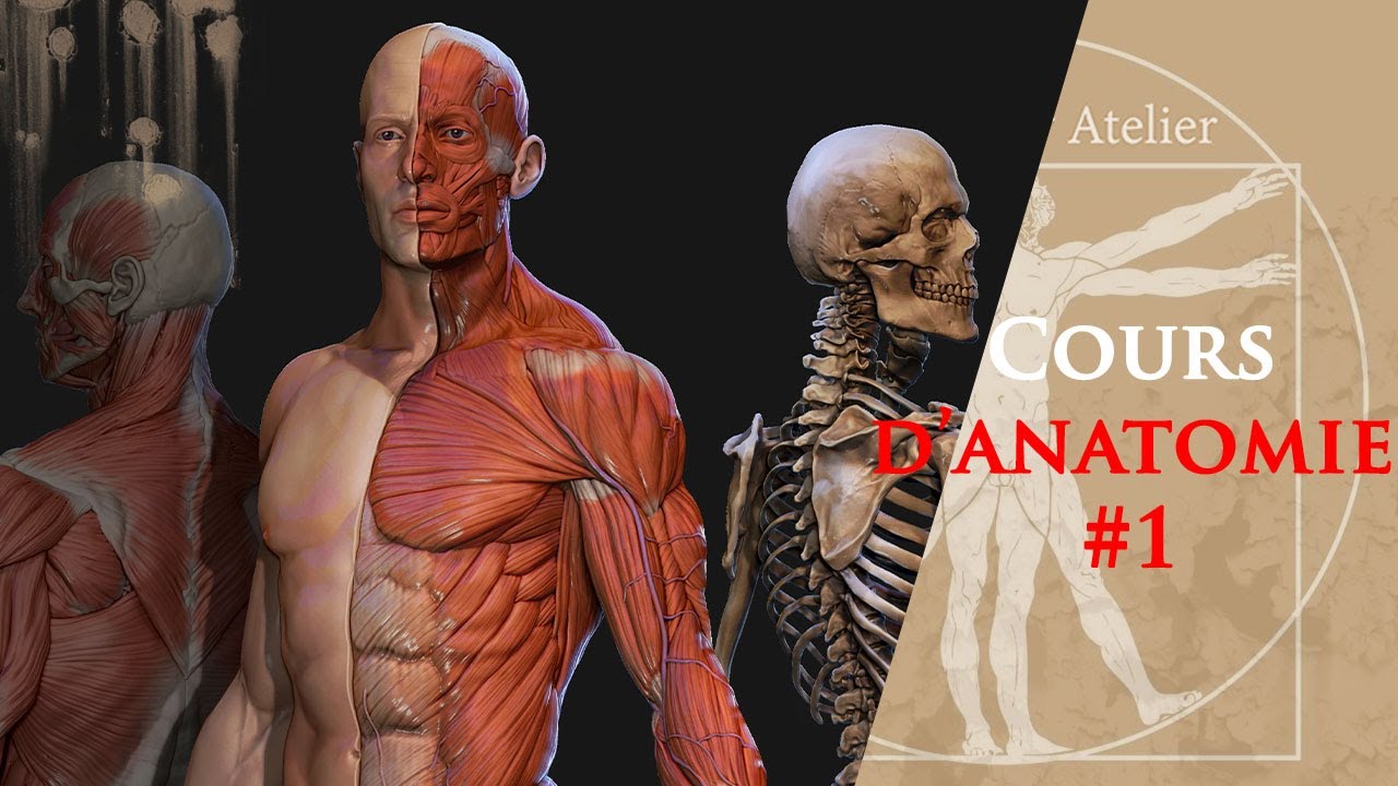 Le Cours D' Anatomie Artistique Pour Dessiner Le Corps Humain 