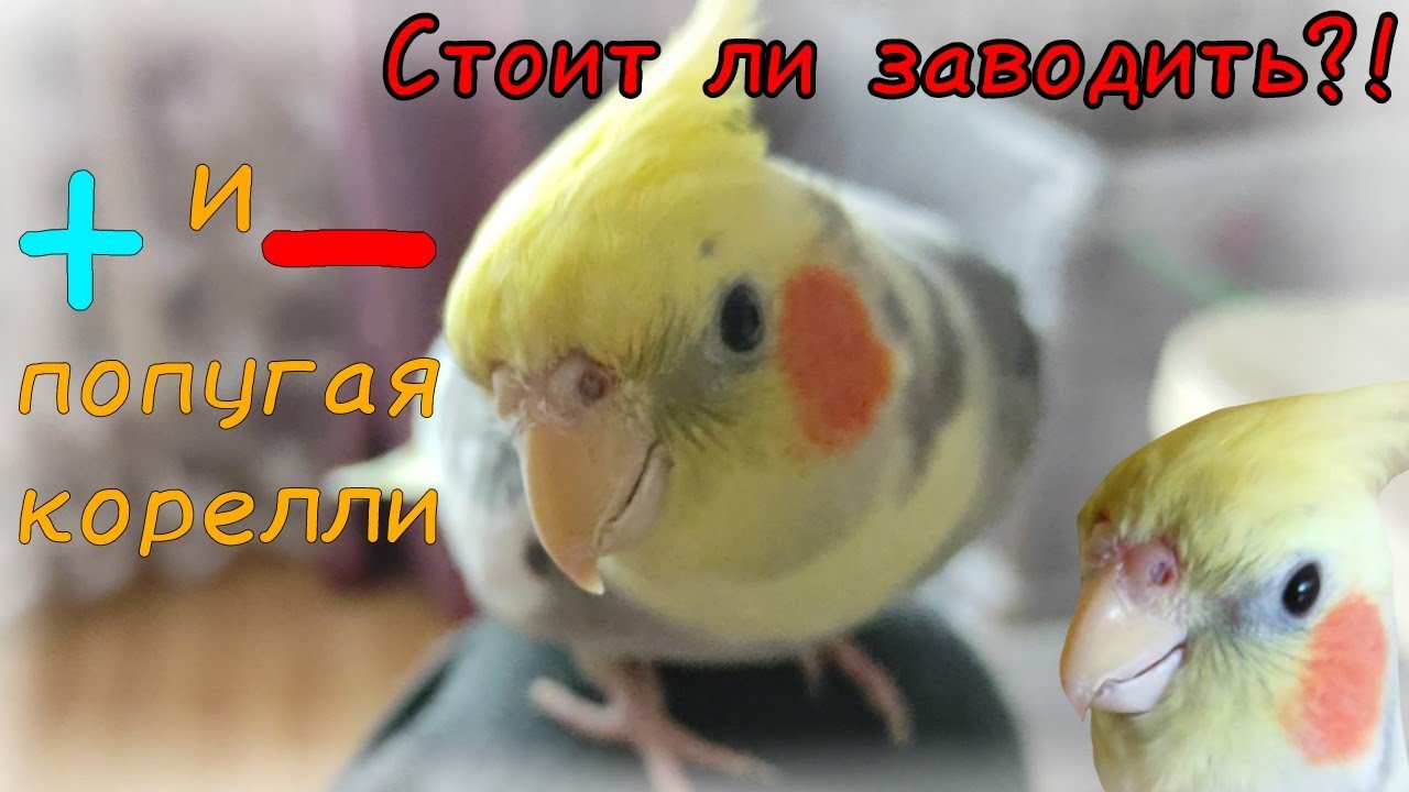 нимфа корелла попугай. стоит ли заводить кореллу. корелла сбоку. стоит ли заводить кореллу. корелла.