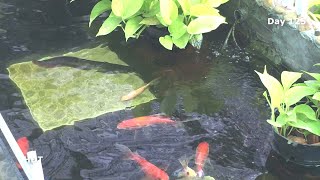 Aquarium (Arowana, Goldfish and Koi)/ after 6 months Hồ Cá (nam dương, cá rồng và Koi)/ sau 6 tháng