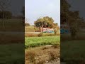 jungle,,,#shorts #viral #trending