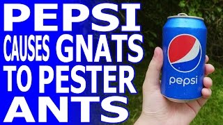 Pepsi Causes Gnats to Pester Ants in 4K 60 FPS