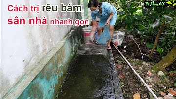 Cách Xử Lý Rong Rêu bám đường đi nhanh gọn chống trơn trợt với xi măng | Vũ Phong 63
