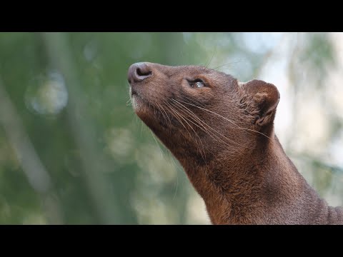 ИНТЕРЕСНЫЙ ЗВЕРЬ: ФОССА