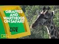 Animal Behavior and Adaptations
