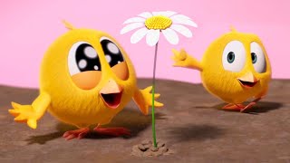 Where's Chicky? Funny Chicky 2023 | The Last Flower | Cartoon In English For Kids | New Episodes
