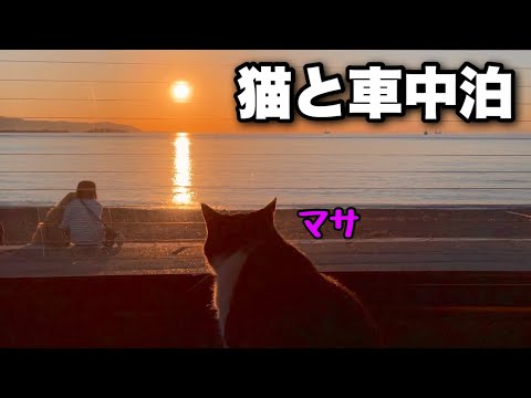 【猫と車中泊】南房総１泊目｜海辺の駐車場から見る夕日と富士山｜車中泊中の猫の様子もお楽しみに！