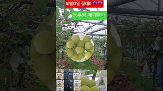 #장대비#초보유트브 #샤인머스켓 #초보농부 #건강밥상 #생거진천