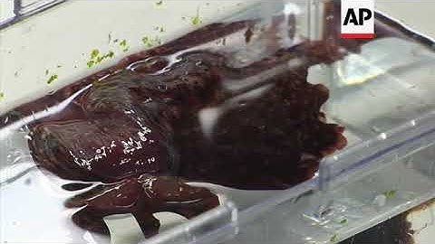 Transferring memories from one snail to another