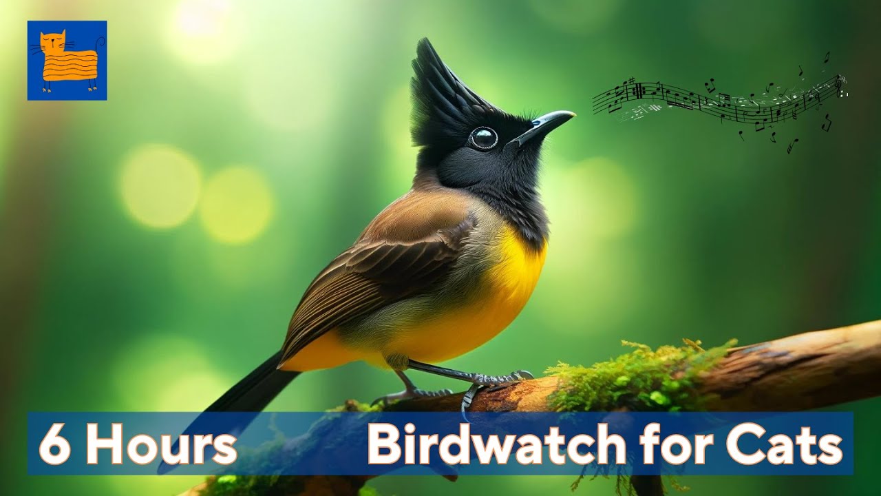 Relaxing Sounds for Pets 🦜 Help Your Cats Unwind with Bird and Squirrel