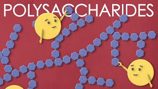 Polysaccharides: the large carbohydrates you want to meet