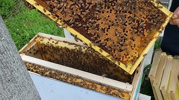 Setting Up Strong 5 Frame Split From Double Deep Hive