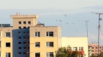 Swifts over Kaunas, Lithuania - brilliant video!