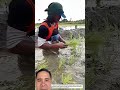 Cấy lúa#farming