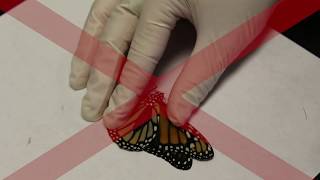 How To Correctly Mark Monarch Wings