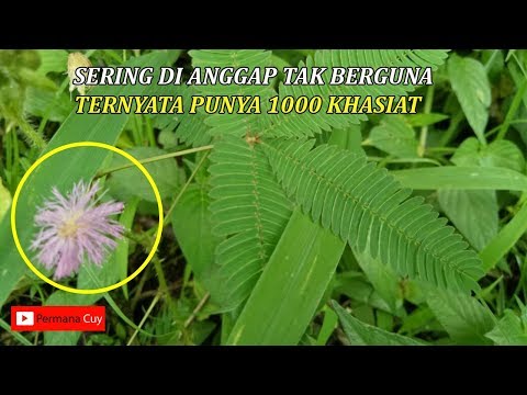 selama-ini-sering-di-anggap-tumbuhan-liar,ini-dia-khasiat-mengejutkan-daun-putri-malu