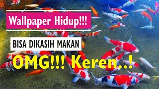 Kolam Ikan Koi di HP..!!! - Cara Membuat Wallpaper Bergerak Dengan Tema Ikan Koi. Keren..!!!