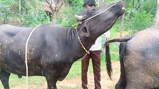 Banni First Timer Jhota With Buffalo ||Available For Sale||Buffalo||Banni Bull