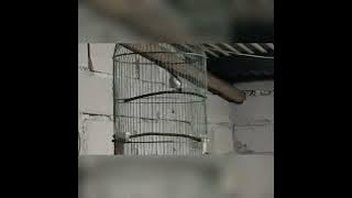 siberian blue robin ngamuk | suara siberian blue robin |