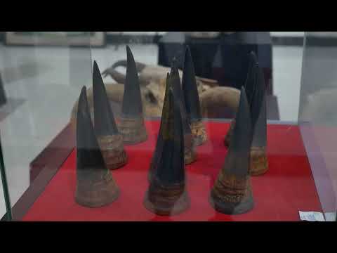 Cula Badak Jawa, Salah Satu Koleksi di Museum Negeri Banten