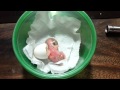 EGG HATCHING GREEN INDIAN RINGNECK