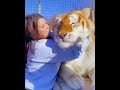 Cute Tiger Enjoys Hugs 🐅