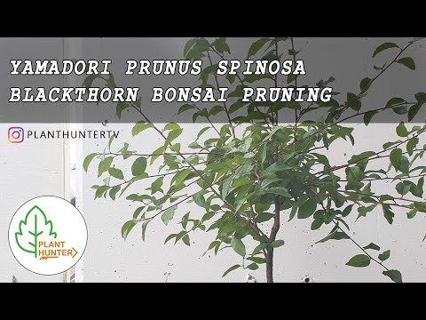 Yamadori Prunus spinosa - Blackthorn Pruning - #PLantHunterTV