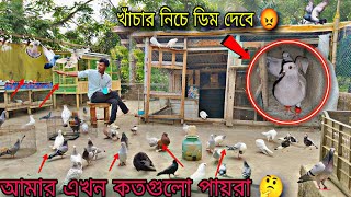 মনে হচ্ছে খাঁচার নিচেই ডিম দেবে 😡 এখন আমার কতগুলো পায়রা আছে 🤔#myworld #petsvlog