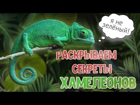 СОДЕРЖАНИЕ ХАМЕЛЕОНА ДОМА (чем кормить, как ухаживать). КАК ХАМЕЛЕОН МЕНЯЕТ ЦВЕТ.