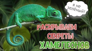 СОДЕРЖАНИЕ ХАМЕЛЕОНА ДОМА (чем кормить, как ухаживать). КАК ХАМЕЛЕОН МЕНЯЕТ ЦВЕТ.