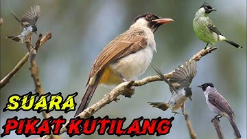 suara pikat kutilang ribut, paling ampuh durasi panjang