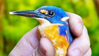 Releasing A BEAUTIFUL Azure Kingfisher