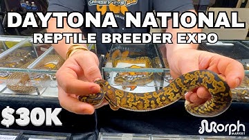 MOST Expensive Ball Pythons At The 2025 National Daytona Reptile Breeder Expo