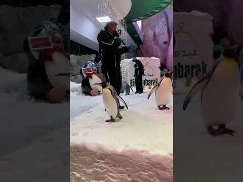 The penguins in Ski Dubai So cute!!!!!!! #dubai