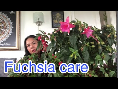 Fuchsia วิธีดูแลดอกไม้หลังจากฤดูร้อน(summer )|ป้อมซ่า พาลุย