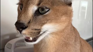 Roo the Caracal in the kitchen being a silly cat