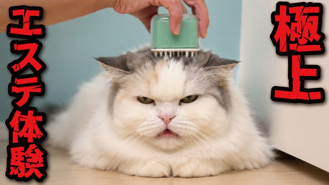 Bad News] Gave my cats a luxury spa treatment and this happened