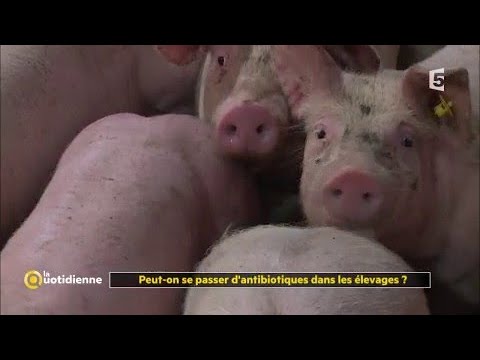 Vidéo: Toxicité Des Antibiotiques Chez Les Cobayes