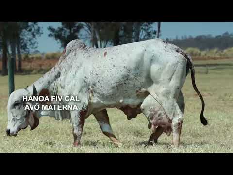 LOTE 30A – 30B – 8946CQ UVACEA FIV CAL – 3616CS UVADA FIV CAL
