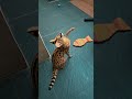 ❤️❤️❤️Subscribe, Like & Komen ya #Serval #Cat #Kucing #CatShorts