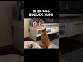 生きる気力を失った妹犬を救ってくれたのは子犬との絆でした #柴犬 #shibainu