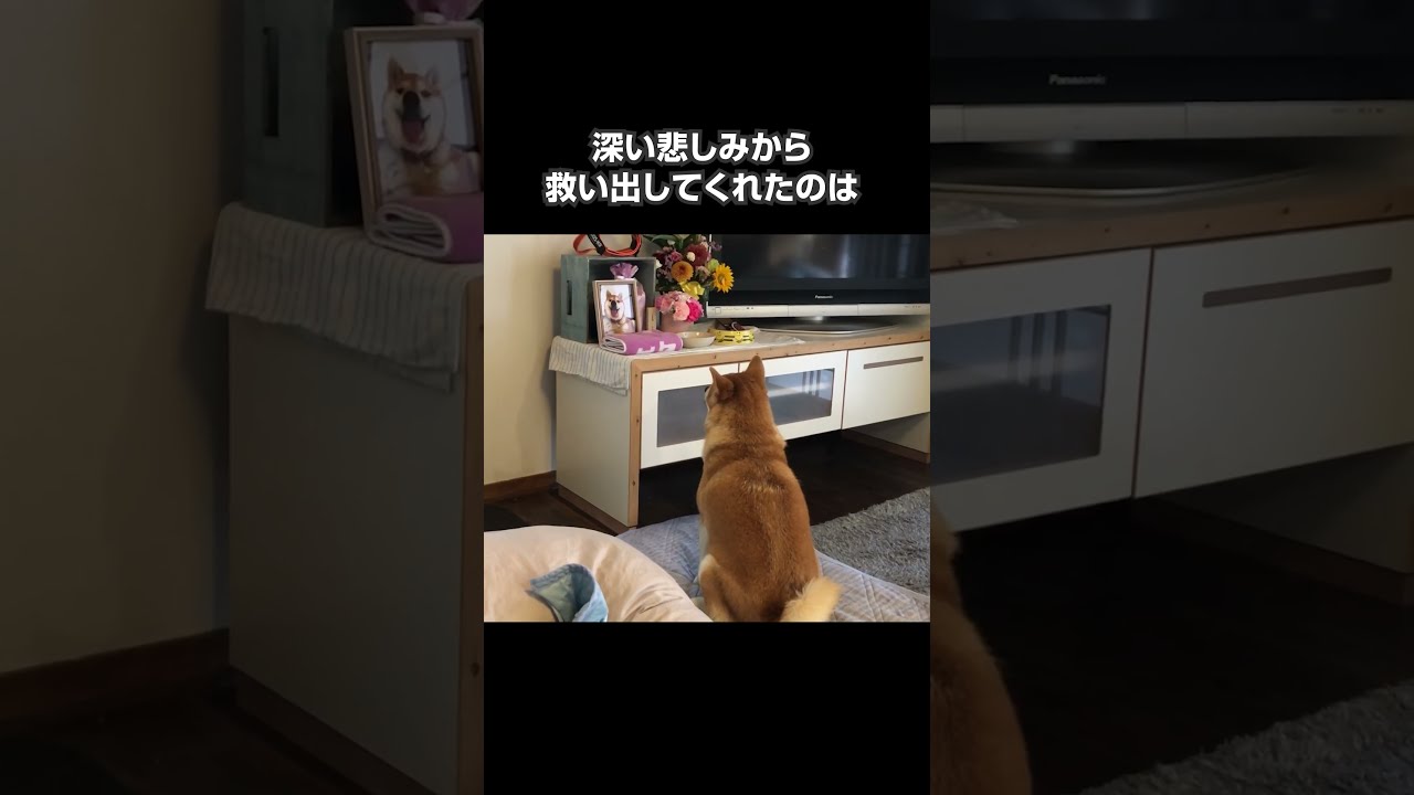 生きる気力を失った妹犬を救ってくれたのは子犬との絆でした #柴犬 #shibainu