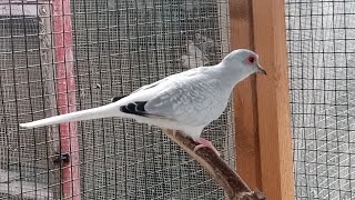 Dove breeding colony breeding season progress ?️?️?️